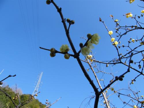 20170110-dscf4280.jpg 20170110-dscf4280.jpg