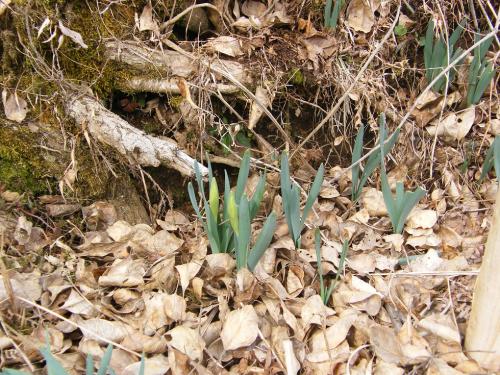 20170226-dscf4482.jpg 20170226-dscf4482.jpg