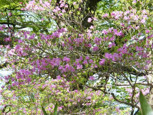 20170526-dscf4891.jpg 20170526-dscf4891.jpg