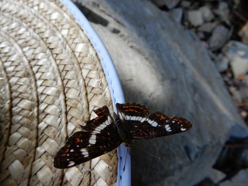 20180813-dscn1617.jpg 20180813-dscn1617.jpg
