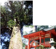 八村杉
